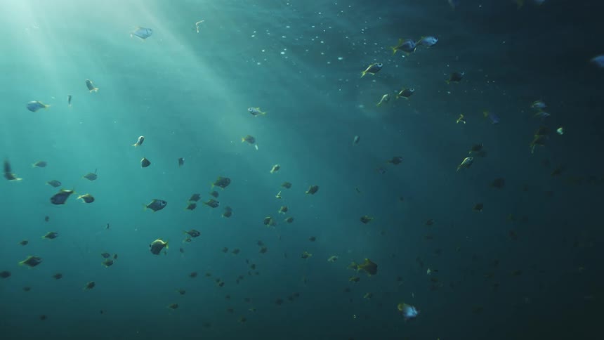 A school of small fish peacefully swims in the deep blue ocean as beautiful rays of sunlight beam down from the surface