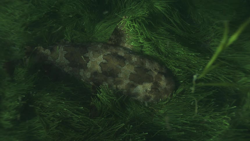 A well-camouflaged Wobbegong shark rests motionless on a lush bed of green seagrass on the ocean floor