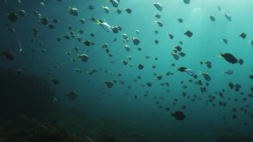 A large school of fish swims serenely in the deep blue ocean as beautiful light rays beam down from the surface