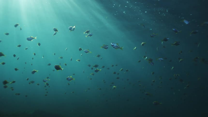 A tranquil underwater scene shows a large school of fish floating in sunbeams piercing the ocean surface