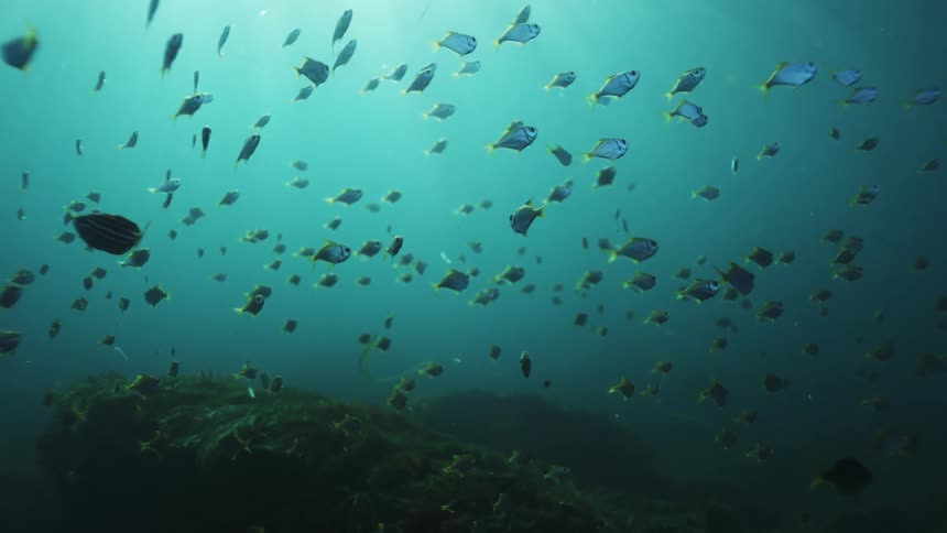 A serene underwater scene shows a large school of small fish floating peacefully in the sunlit ocean depths