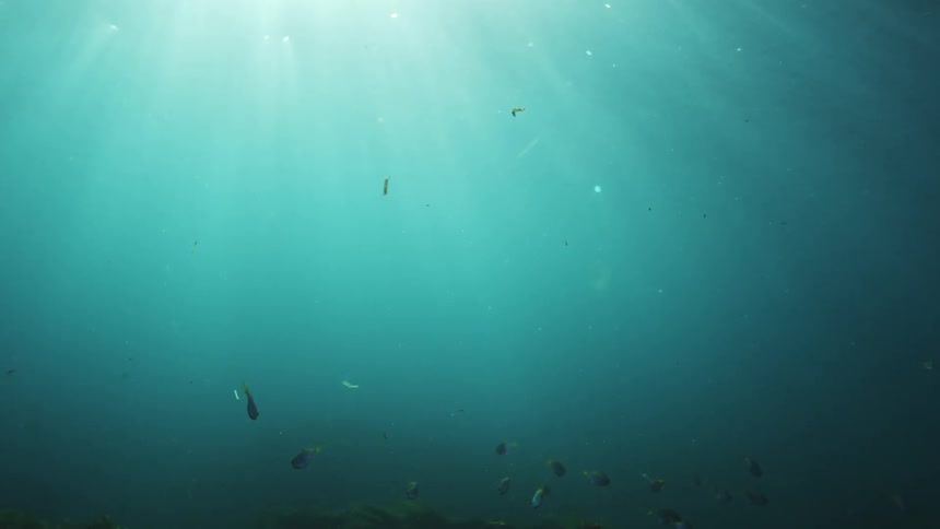 A school of small colorful fish swims peacefully in the turquoise ocean as beautiful sun rays shine through the water's surface