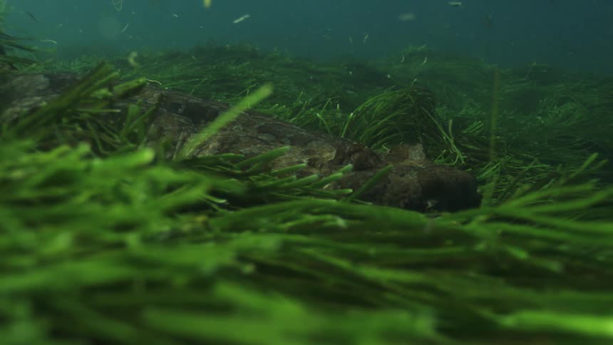 A camouflaged wobbegong shark rests motionless on a bed of green seagrass, slowly becoming obscured from view