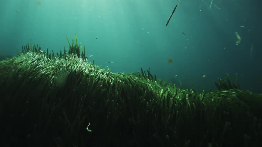 A tranquil underwater scene shows light rays dancing over a lush field of swaying seagrass