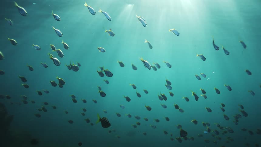 A tranquil school of fish swims in the deep blue ocean illuminated by brilliant sunbeams from above