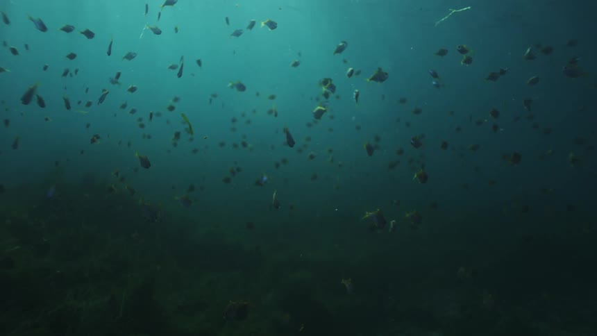 A tranquil underwater view shows a large school of fish hovering in the murky depths as sunbeams filter through the water