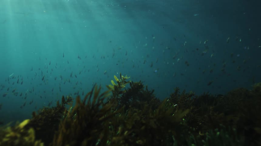 Sunbeams illuminate a large school of fish swimming peacefully above a seaweed bed on the ocean floor