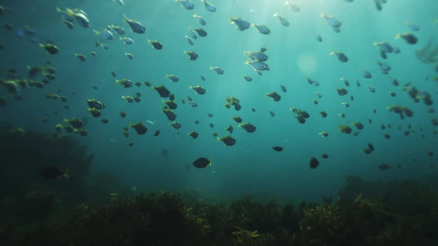 Sunlight filters down through the deep blue ocean, illuminating a serene school of fish suspended above the seabed