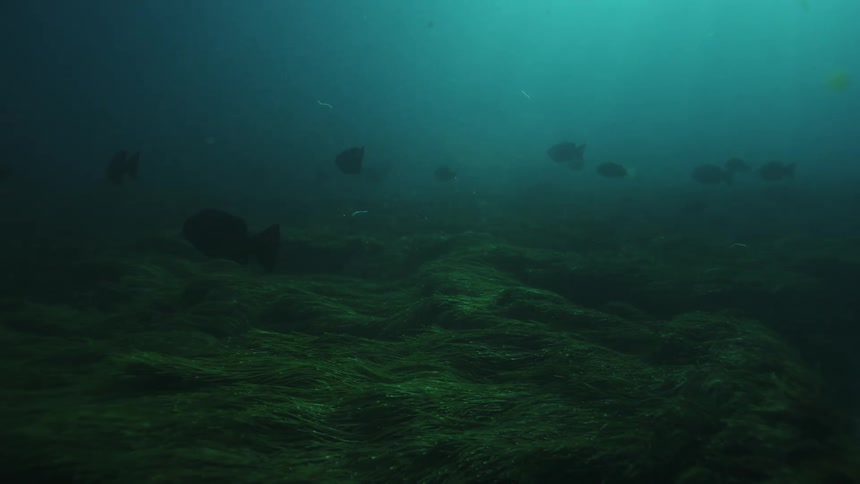 A tranquil underwater scene shows a school of fish hovering above a dense bed of green seagrass