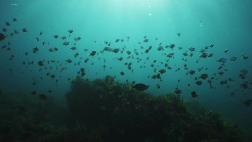 A tranquil underwater scene shows a large school of small fish swimming over a reef as sunlight filters through the deep water