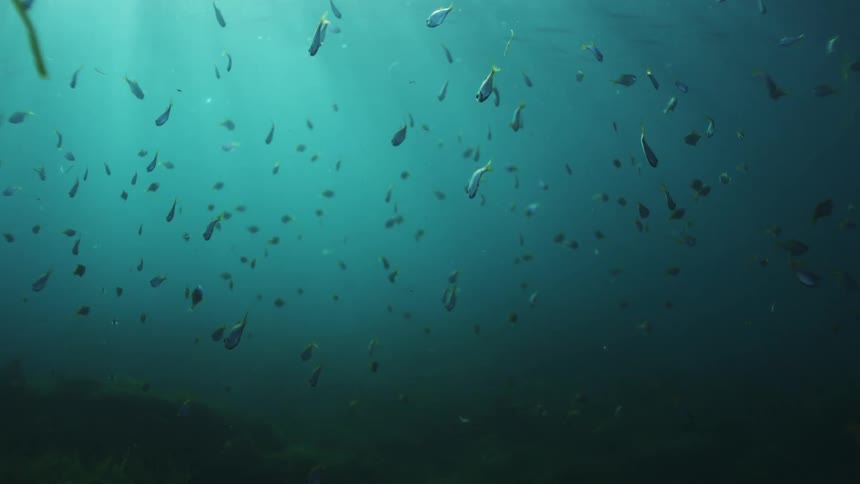 A serene underwater scene shows a school of fish floating in the deep blue ocean illuminated by shimmering sunbeams