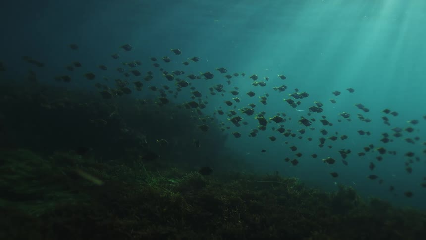 A large school of fish swims serenely over a bed of seaweed as light rays pierce the dark underwater world