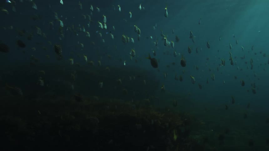 A tranquil school of fish swims in the deep dark ocean as sunlight pierces the water's surface