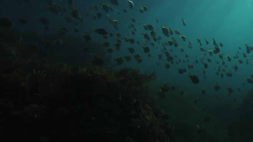 A tranquil school of striped fish swims peacefully in the dark ocean with sunlight rays filtering from above