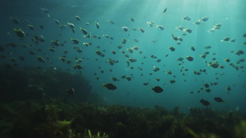 A large school of fish swims serenely over a lush seaweed bed as beautiful sun rays pierce the deep blue water