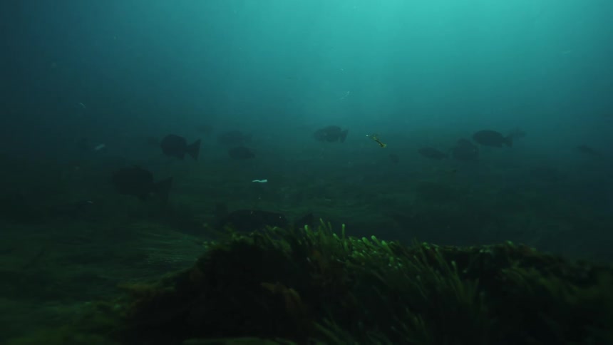A tranquil underwater scene shows a school of dark fish floating above a lush green seabed in murky water