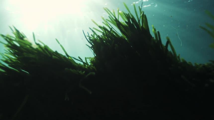 Beautiful sun rays beam through the water, illuminating vibrant green seagrass swaying gently below the ocean surface