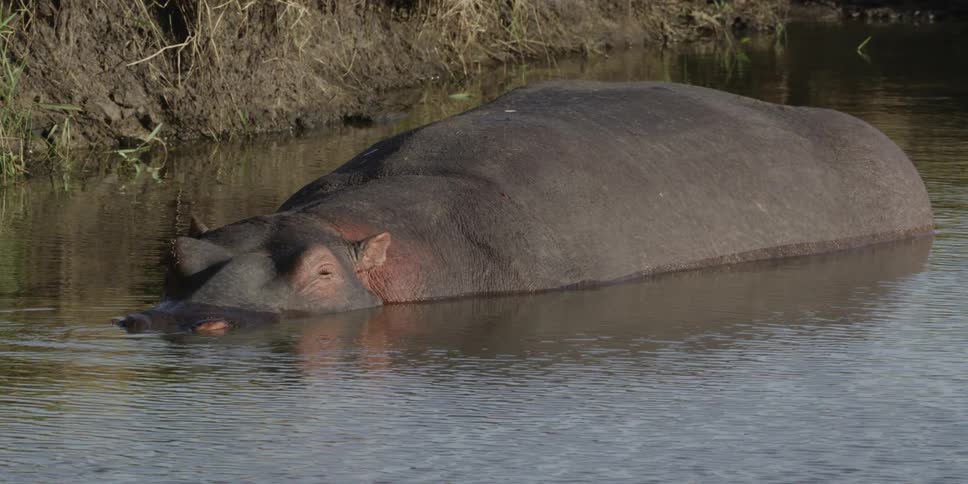 Hippo resting in the lake