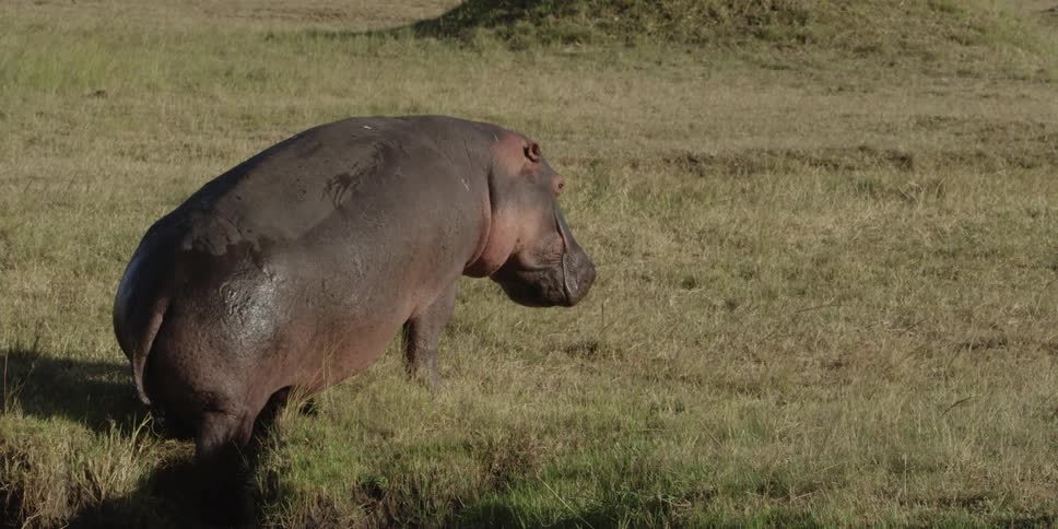 Hippopotamus crawling up a riverbank