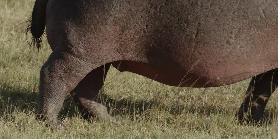 Close shot of a hippo's belly as it walks