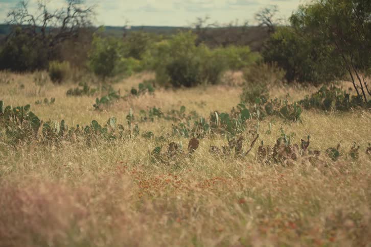 A wide, static shot of a dry grassy field with prickly pear cacti gently swaying in the wind