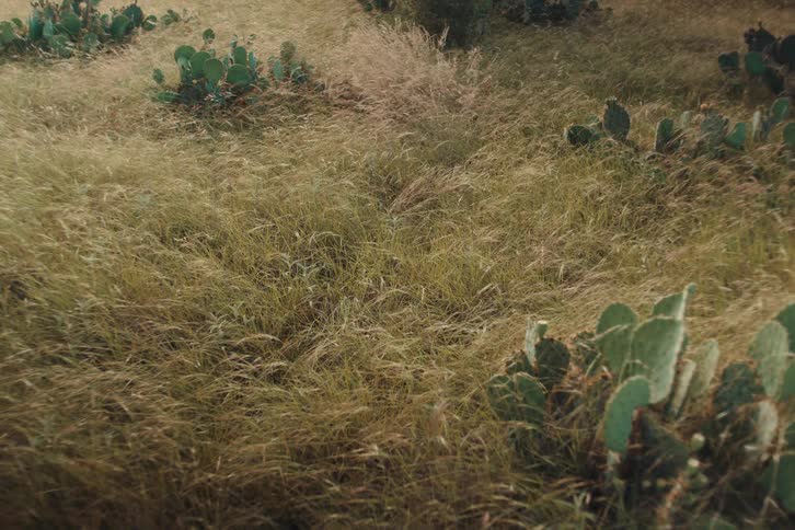 Tall wild grass and prickly pear cacti sway gently in the breeze in a serene field