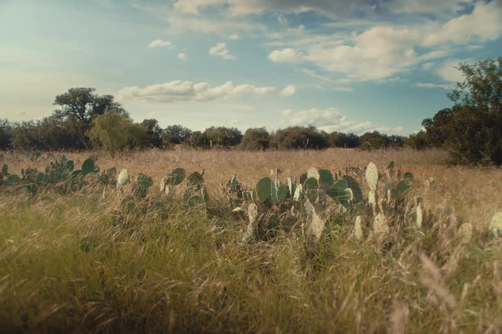 A scenic view of a field filled with prickly pear cacti and tall grass on a partly cloudy day