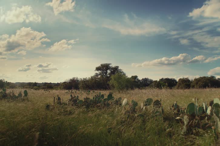 A serene, windy field of tall grass and prickly pear cacti under a partly cloudy sky