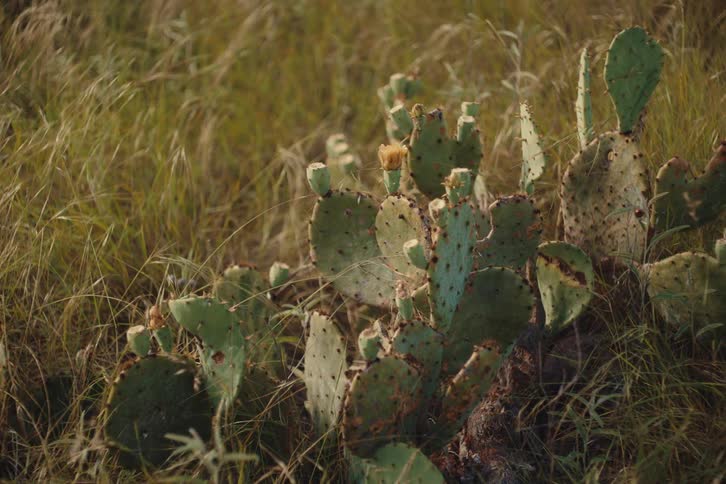A prickly pear cactus with a single yellow flower stands among tall, golden grasses at sunset