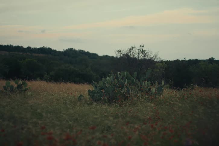 A tranquil Texas hill country field with a prickly pear cactus and grasses swaying in the wind at dusk