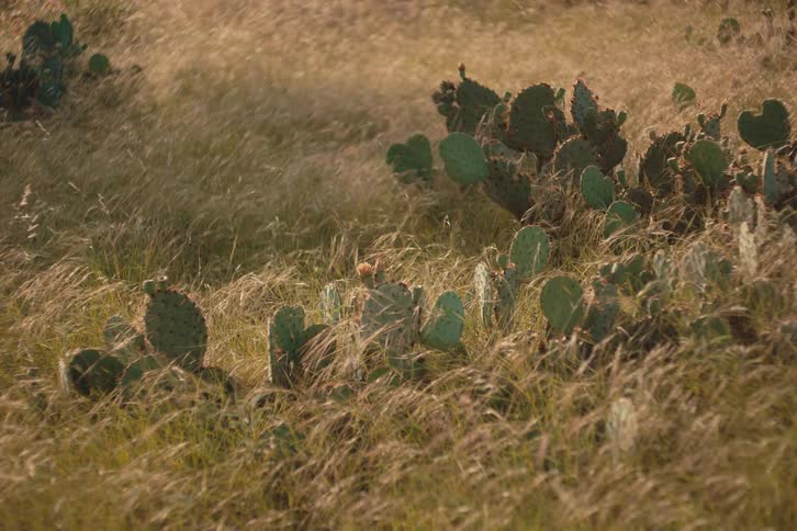 Prickly pear cacti sit in a field of golden grass gently swaying in the wind during golden hour