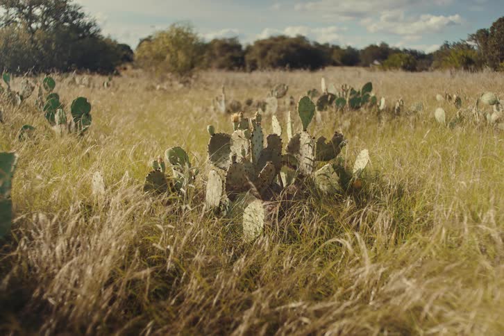 A static shot of prickly pear cacti growing in a sunlit field of tall, dry grass