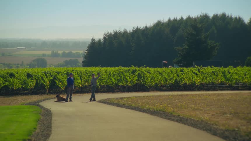 A scenic wide shot shows two people and a dog enjoying a sunny day on a path beside a sprawling vineyard