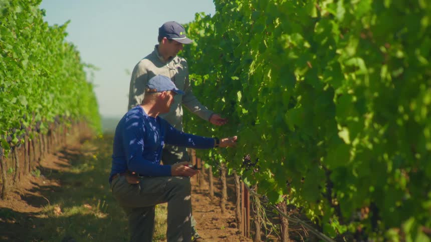 Two vintners inspect ripening grapes on the vine in a sun-drenched vineyard