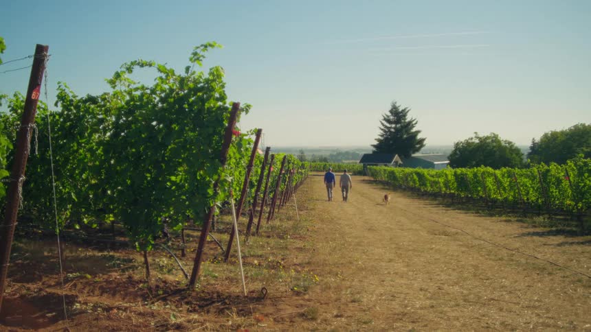 Two men and their dog take a peaceful stroll through a sun-drenched vineyard on a beautiful day