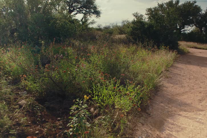 Vibrant wildflowers flourish in a sunlit patch of greenery next to a rural dirt path