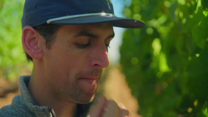 A man in a baseball cap tastes a ripe grape fresh from the vine in a sunny vineyard