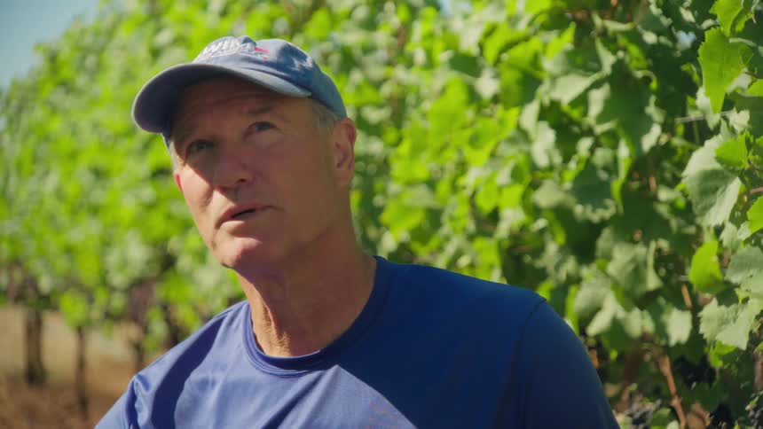 A thoughtful winemaker wearing a baseball cap inspects his crop in a sunny vineyard