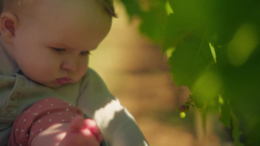A curious baby held in a parent's arms gently touches small grapes growing on a vine in a sunny vineyard