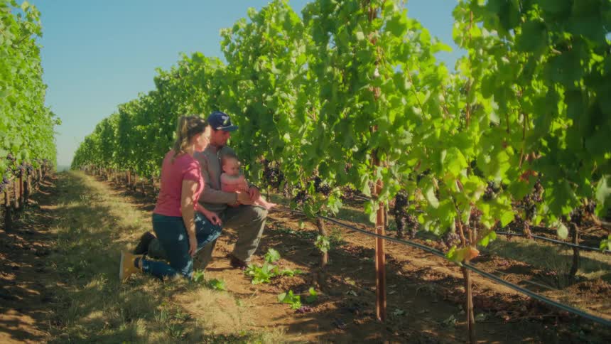 A young farming couple with their baby inspects the ripening grapes on the vine in their sun-drenched vineyard