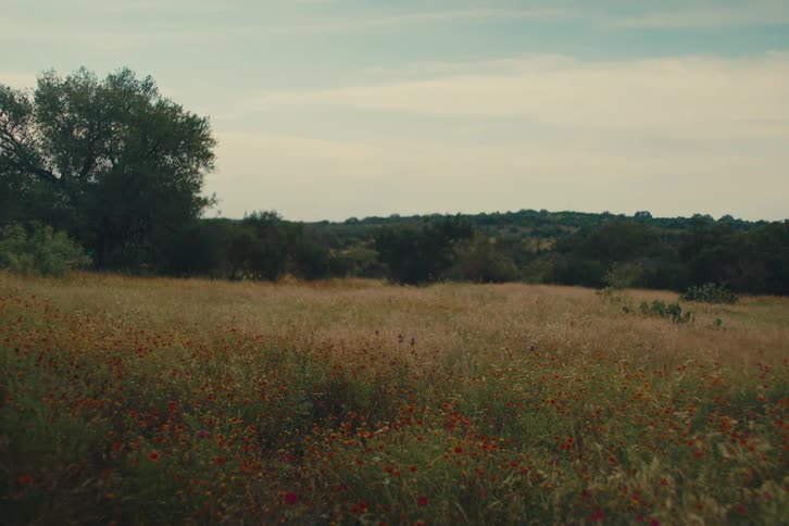 A peaceful field of wildflowers and tall grass sways gently in the breeze on a calm day