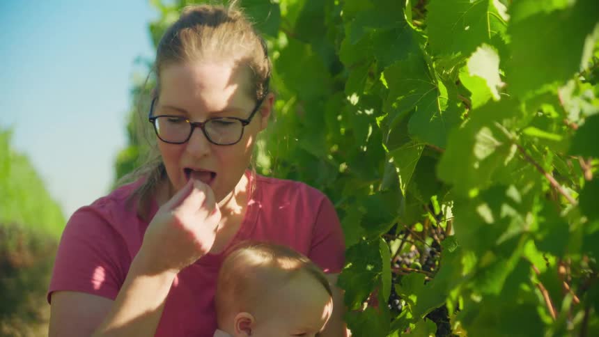 A loving mother holds her baby while she picks a ripe grape off the vine and eats it in a sunny vineyard