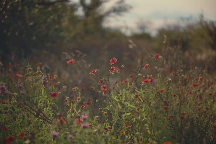 Red wildflowers gently blow in the wind in a dreamy, sun-kissed field