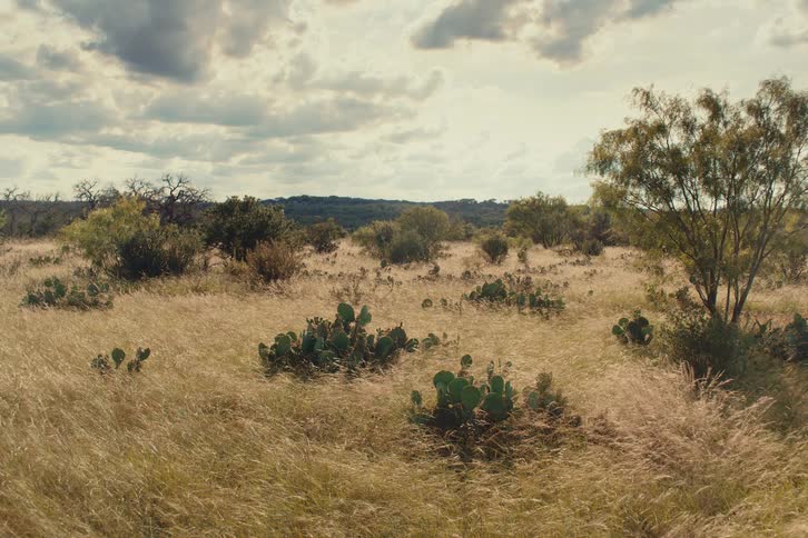 Prickly pear cacti dot a wide, grassy Texas field that sways gently in the breeze under a cloudy sky