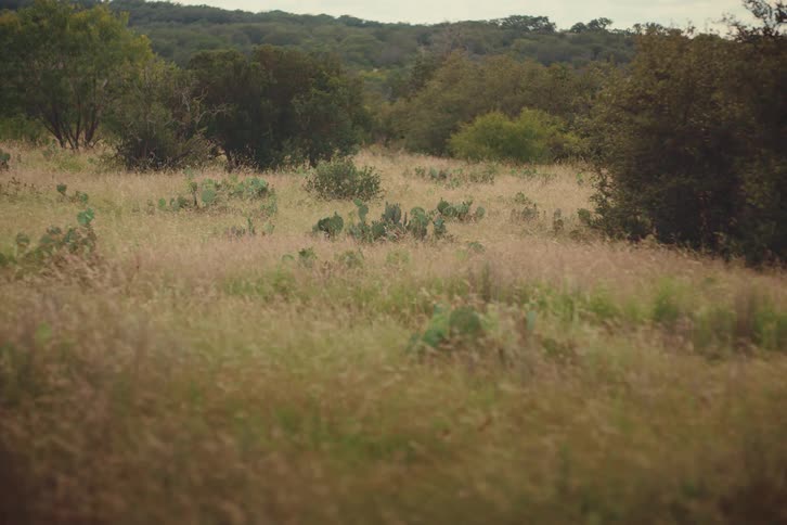 A peaceful, wide shot of a dry grassy field dotted with cacti and trees on a rolling hillside