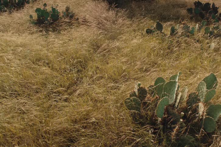 Prickly pear cacti stand amidst a sea of tall, golden-brown grass blowing in the wind