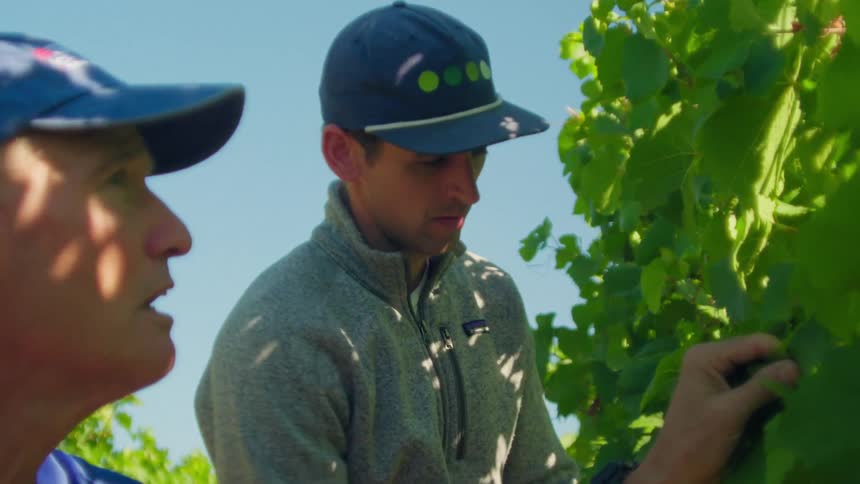 Close up of two vintners examining the health of their grape vines on a sunny day