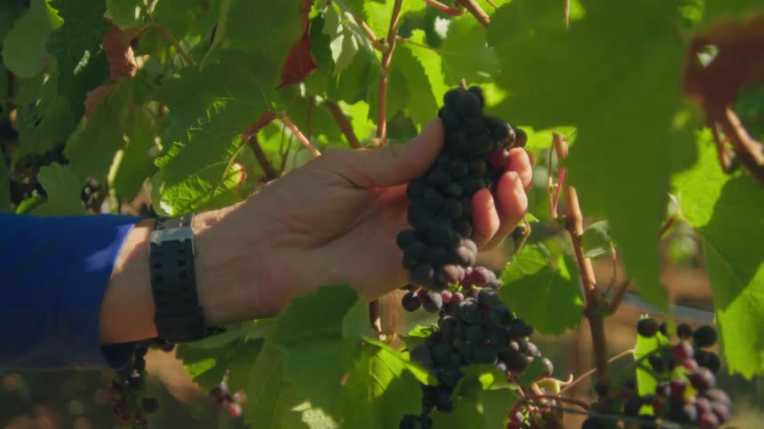 Close-up of a hand inspecting a ripe bunch of purple grapes on the vine in a sunny vineyard