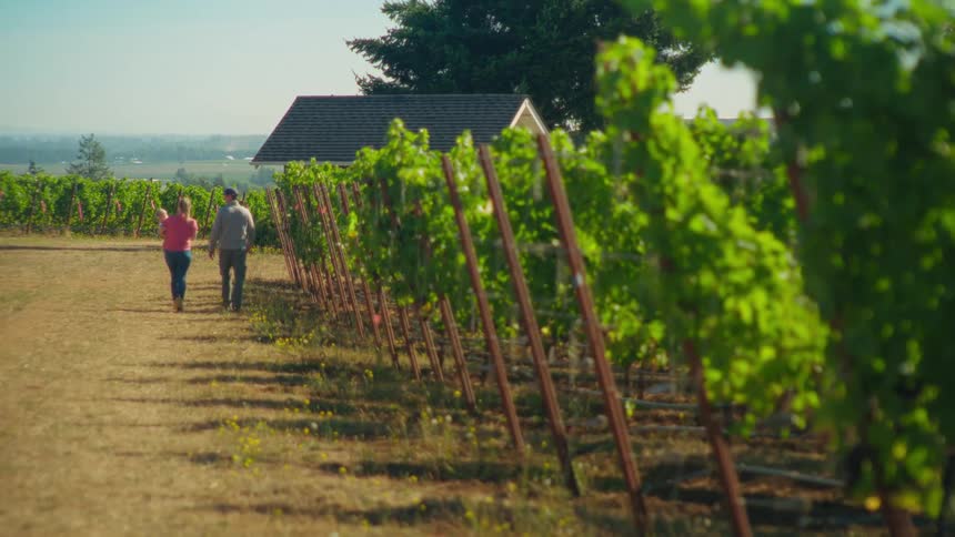 A young family holding hands takes a walk with their baby through the rows of a sun-drenched vineyard