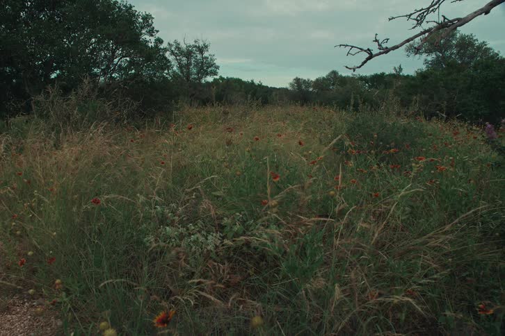 A tranquil and overgrown meadow full of tall grass and wildflowers rests under a dusky, cloudy sky